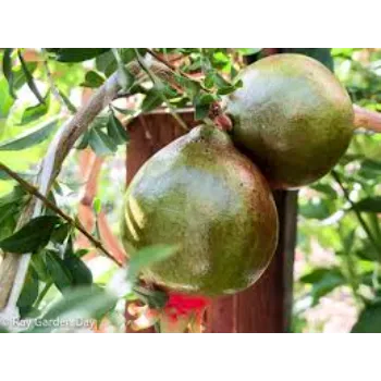 Top Pomegranate Plant